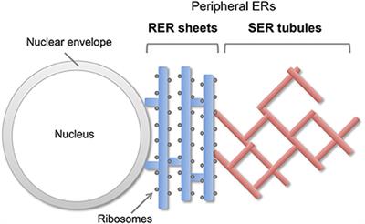 ER Dynamics and Derangement in Neurological Diseases